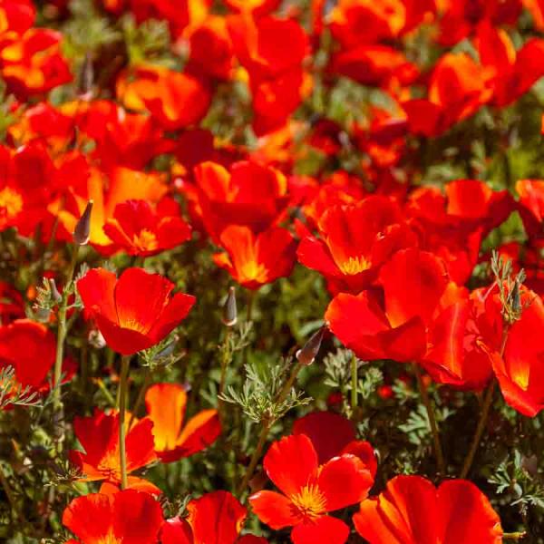 Fleurs - Eschscholtzia Rouge - face recto